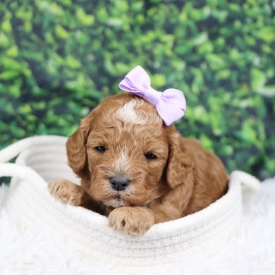 Simone - Available 12/31