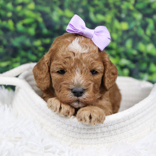 Simone - Available 12/31