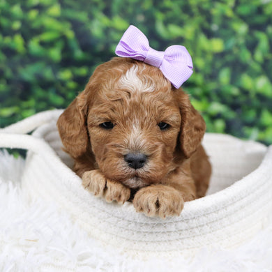 Simone - Available 12/31