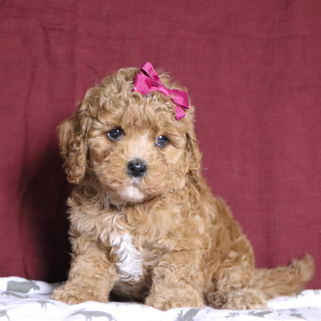 Simone - Available 12/31