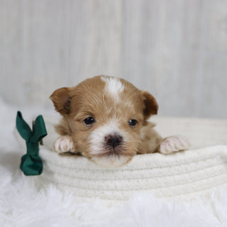 Smokey - Available 2/11