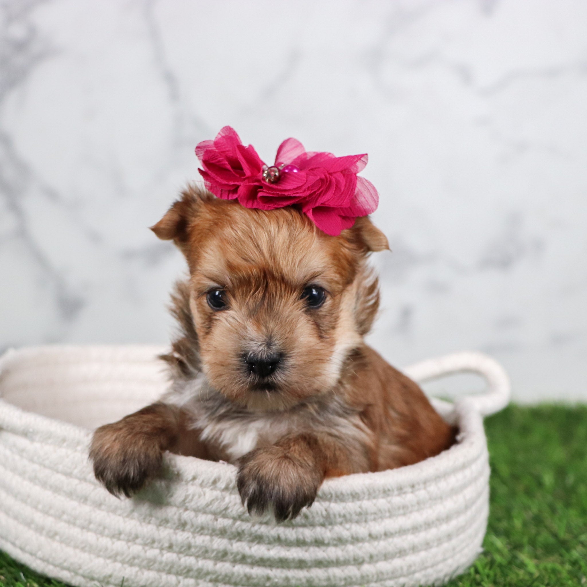 puppies in greensboro