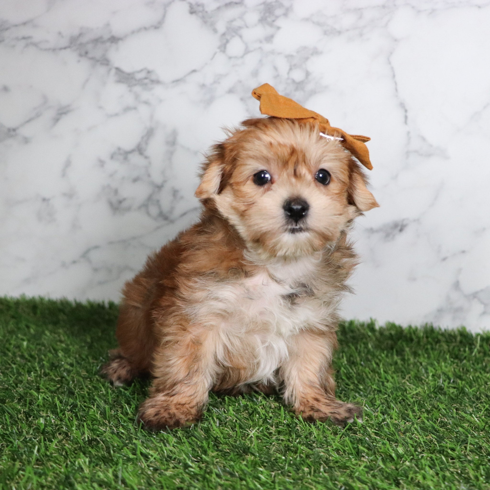 Puppies for Sale in Winston-Salem, North Carolina