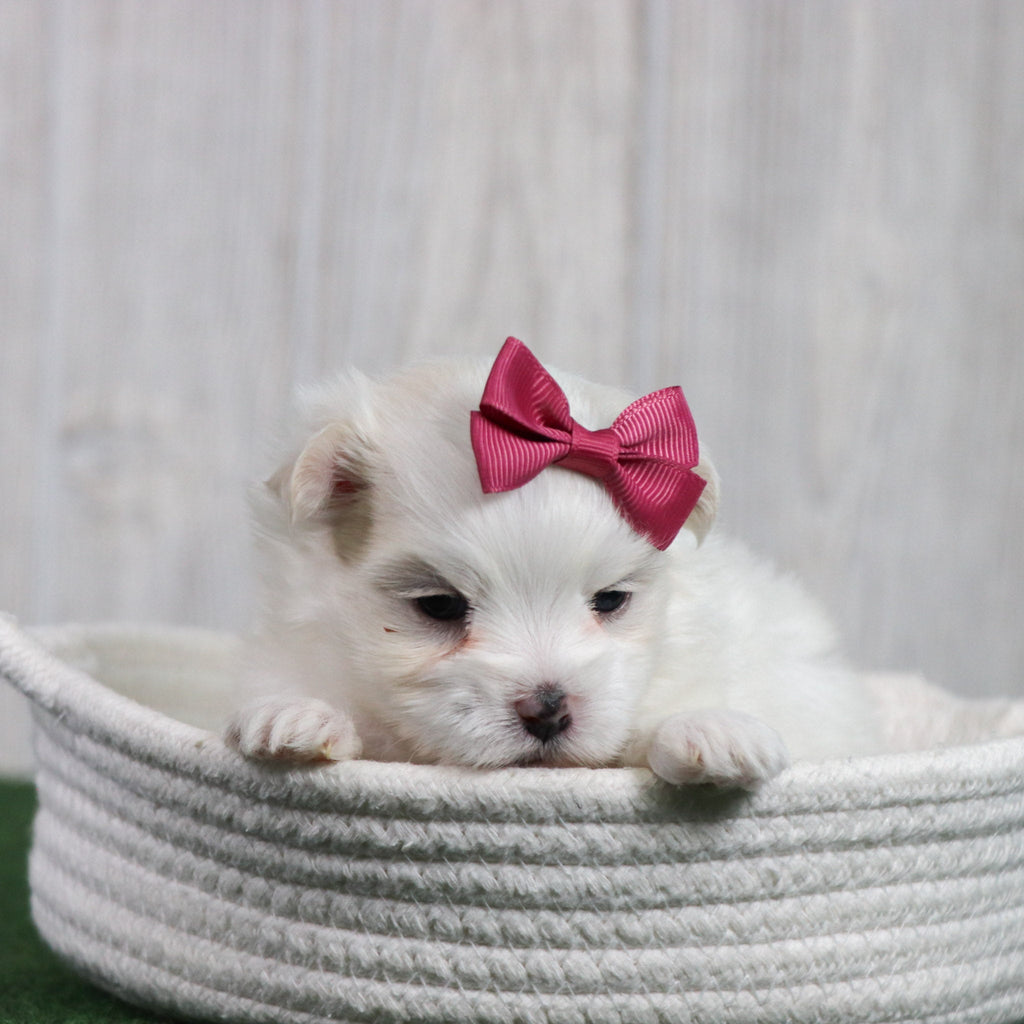 Sophie - Available Now
