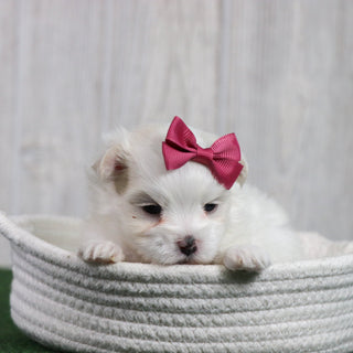 Sophie - Available Now