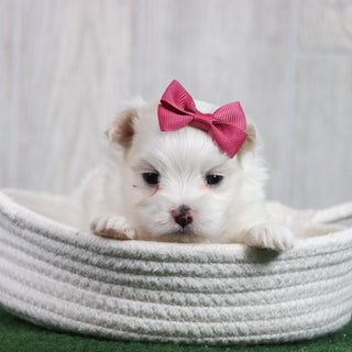 Sophie - Available Now