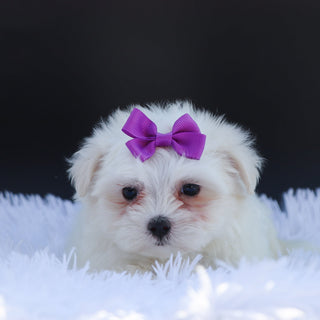 Sophie - Available Now