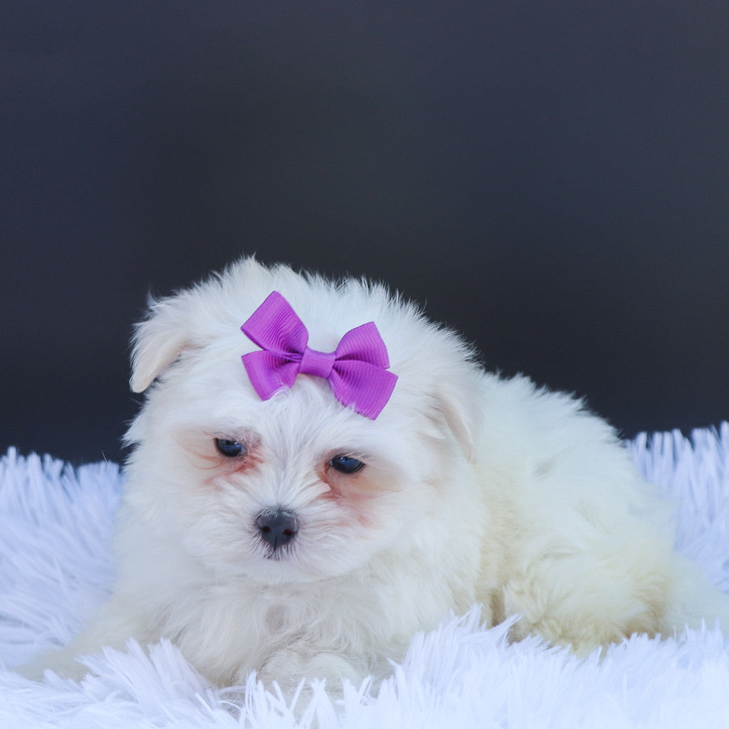 Sophie - Available Now