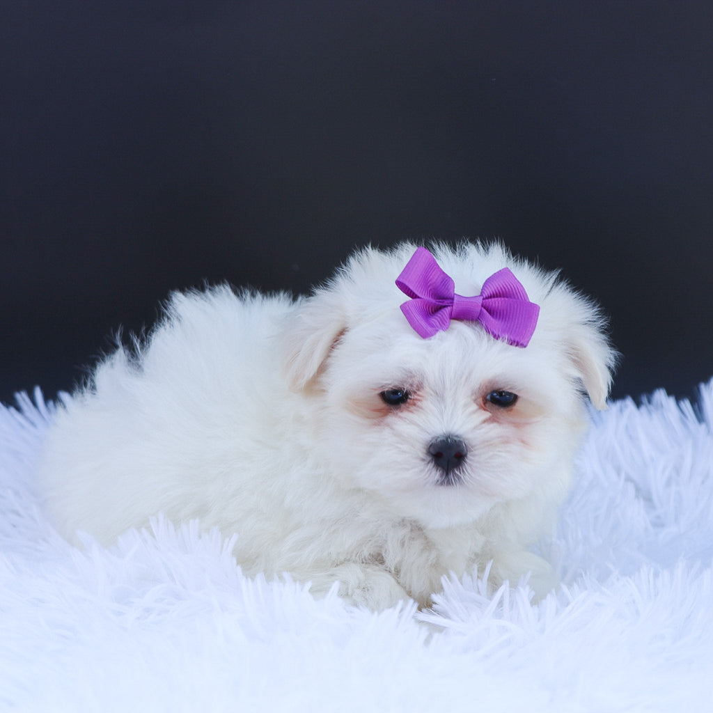 Sophie - Available Now