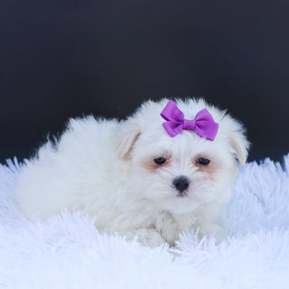 Sophie - Available Now