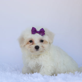 Sophie - Available Now
