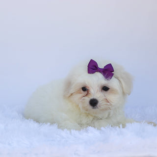 Sophie - Available Now