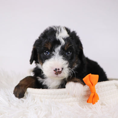 Spencer - Available 12/17