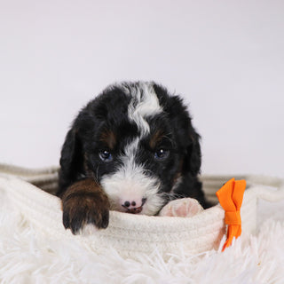 Spencer - Available 12/17