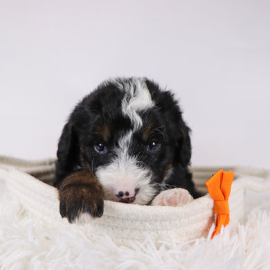 Spencer - Available 12/17