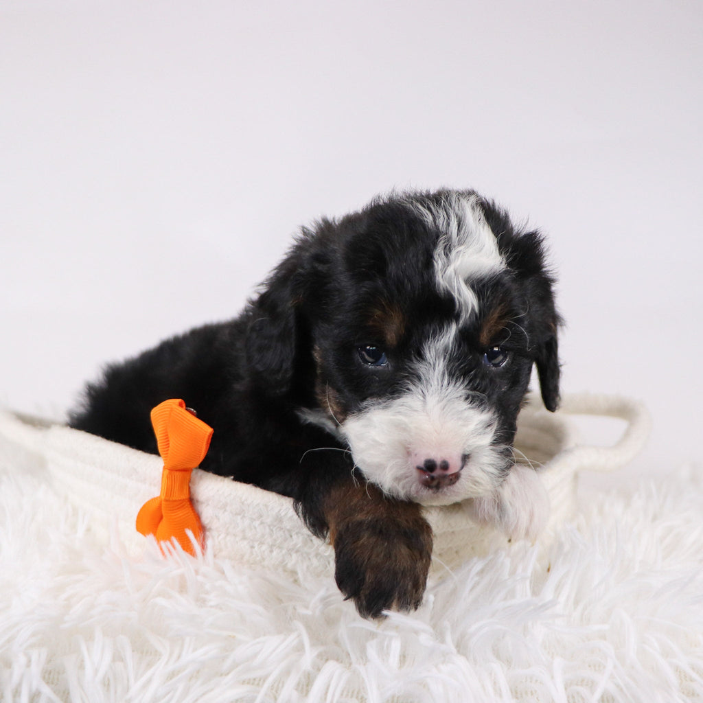 Spencer - Available 12/17