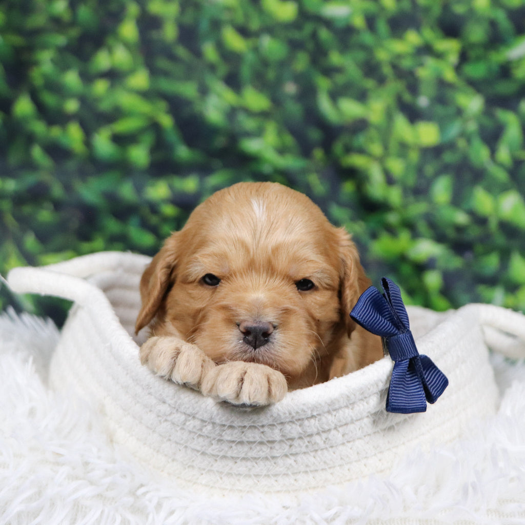 Steve - Available 12/31