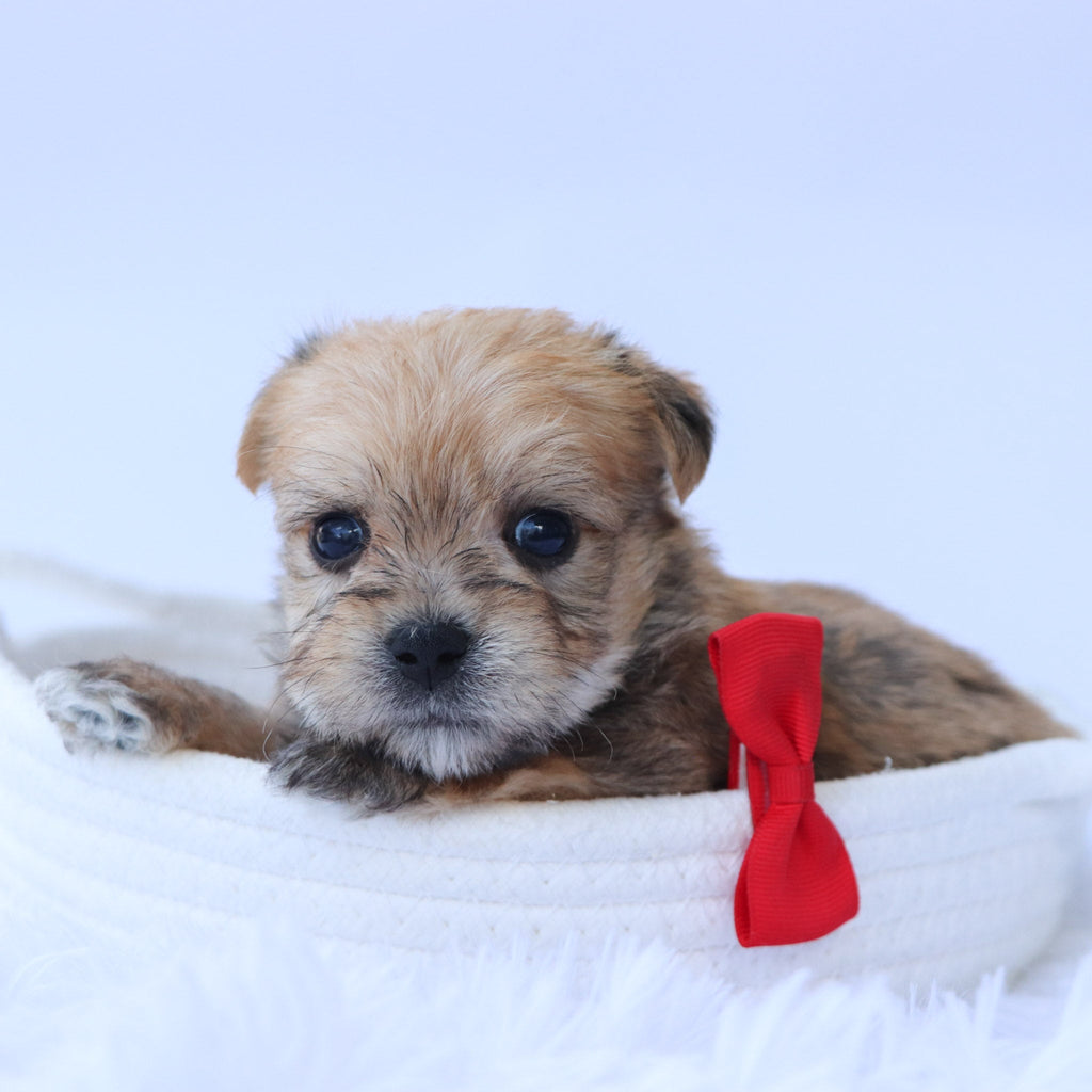 Sully - Available 9/4