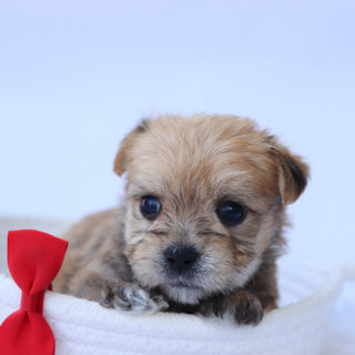 Sully - Available 9/4