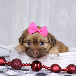 Sunni - Available 1/14