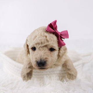 Sunshine - Available 11/26