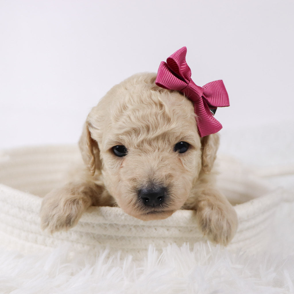 Sunshine - Available 11/26