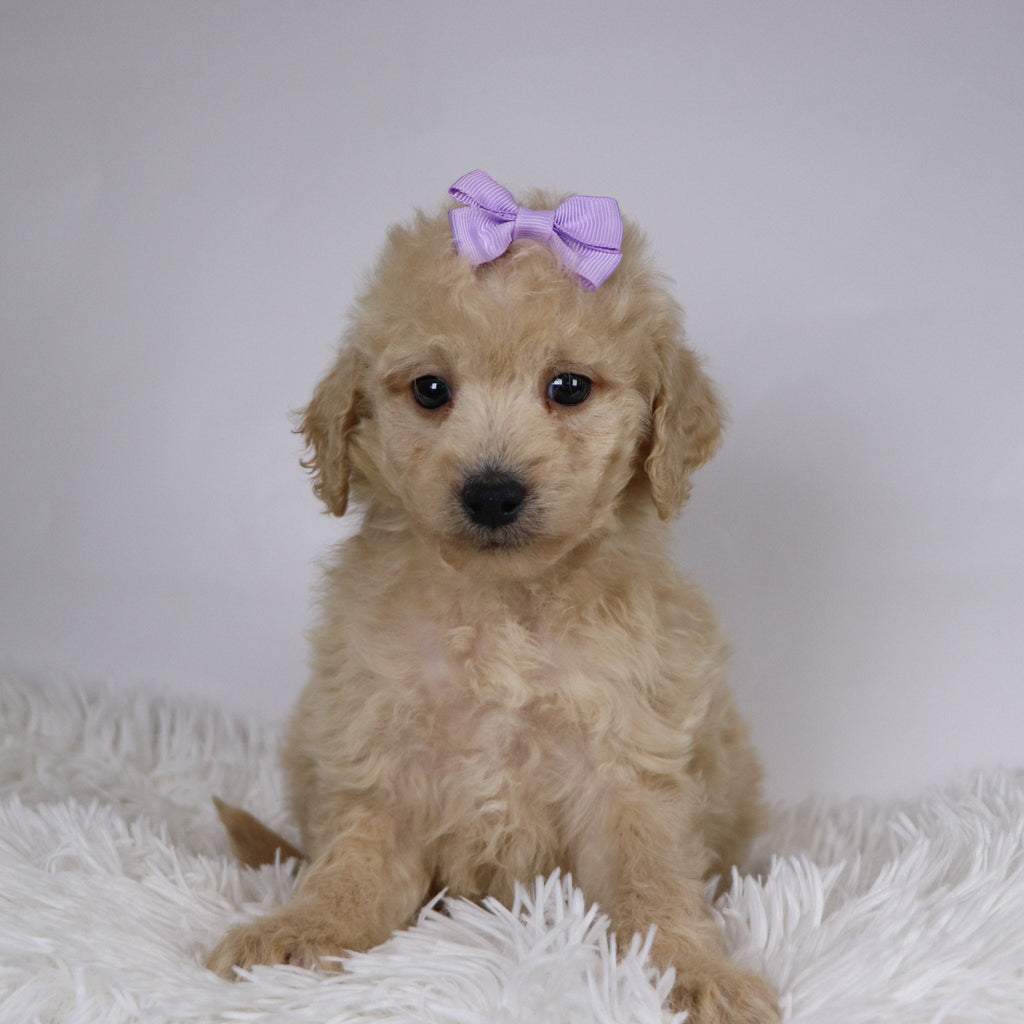 Sunshine - Available Now