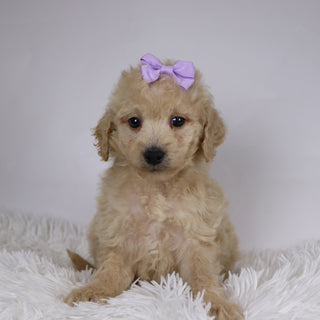 Sunshine - Available Now