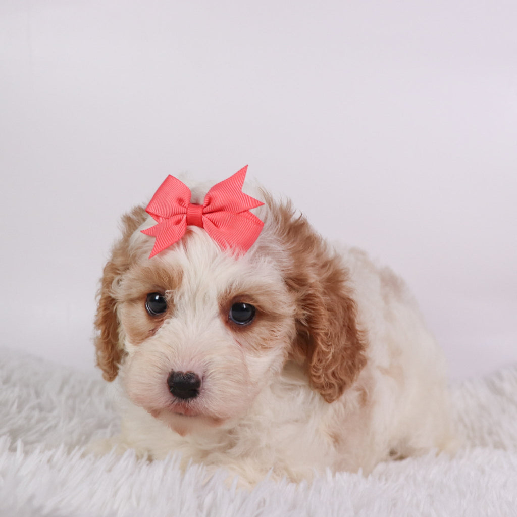 Susan - Available Now