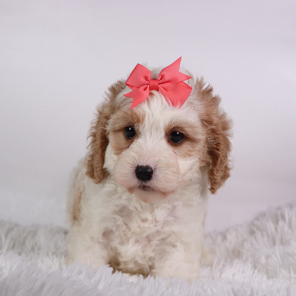 Susan - Available Now