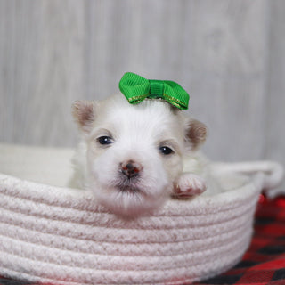 Susannah - Available Now