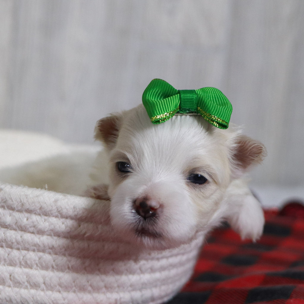 Susannah - Available Now