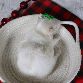 Susannah - Available Now