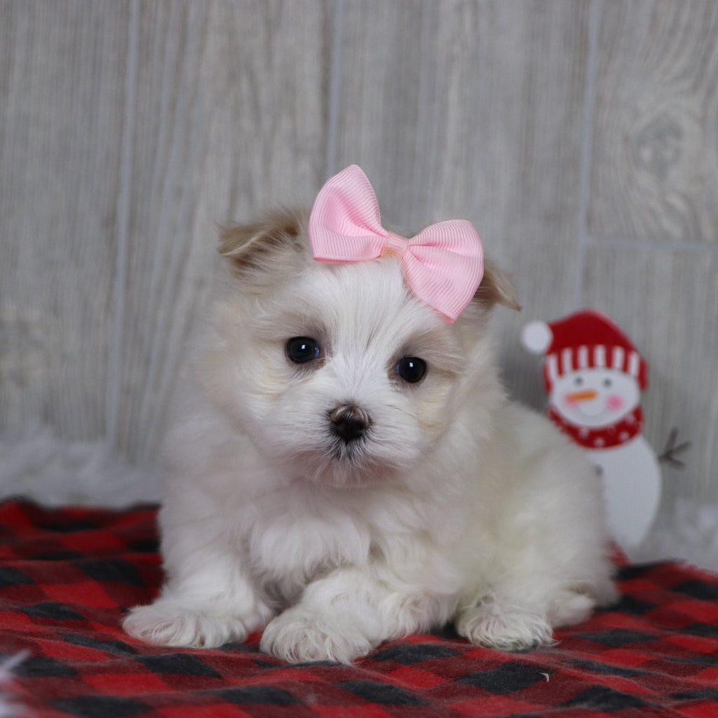 Susannah - Available Now