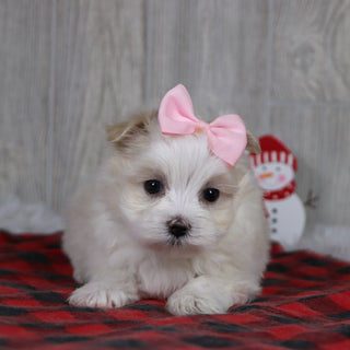 Susannah - Available Now