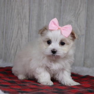 Susannah - Available Now