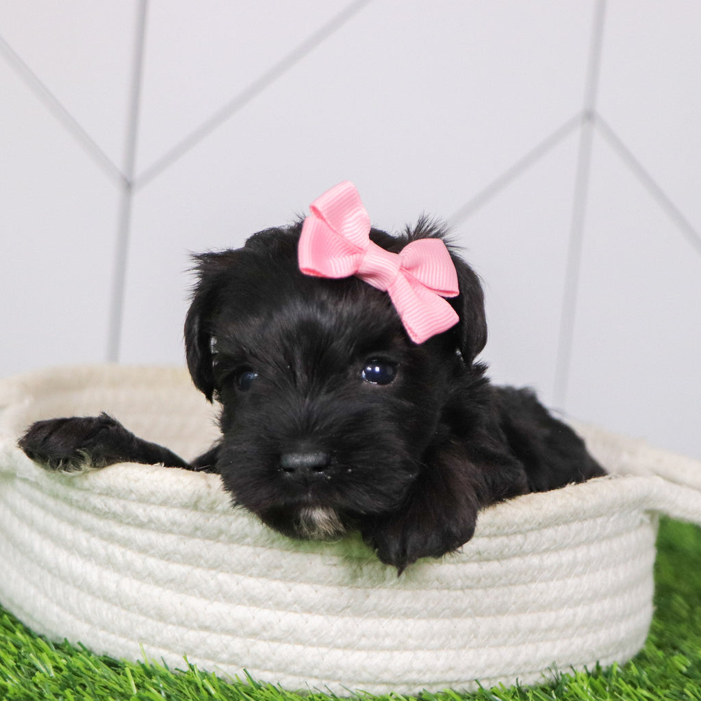 Sveta - Available 2/4