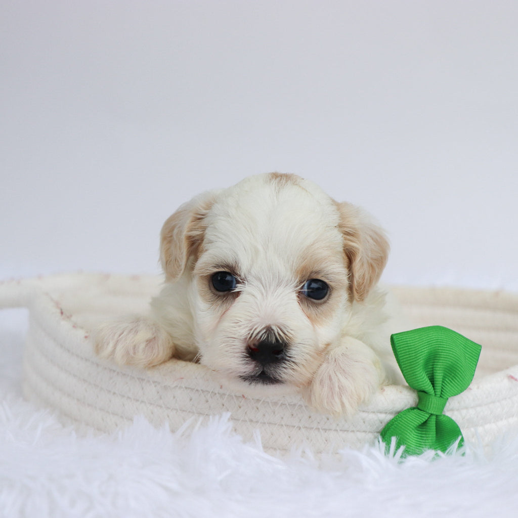 Tank - Available Now