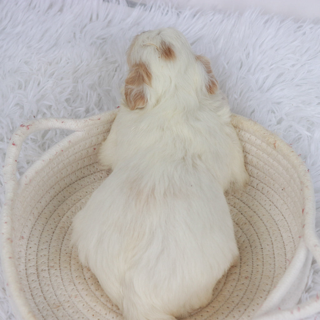 Tank - Available Now