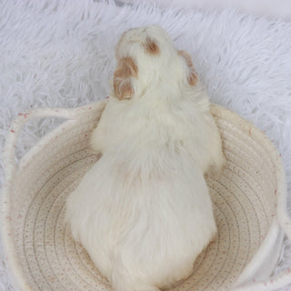 Tank - Available Now