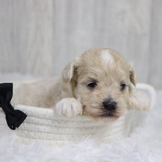 Taz - Available 2/11