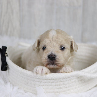 Taz - Available 2/11