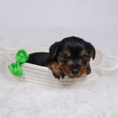 Tegan - Available 12/17