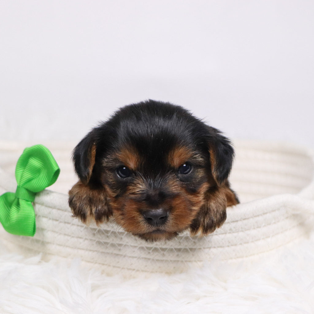 Tegan - Available 12/17