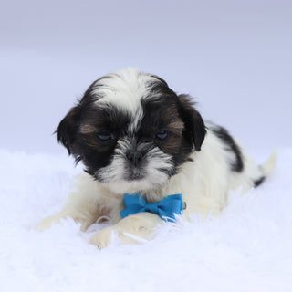 Terry - Available Now