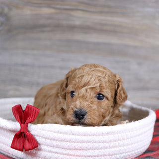 Terry - Available 1/15