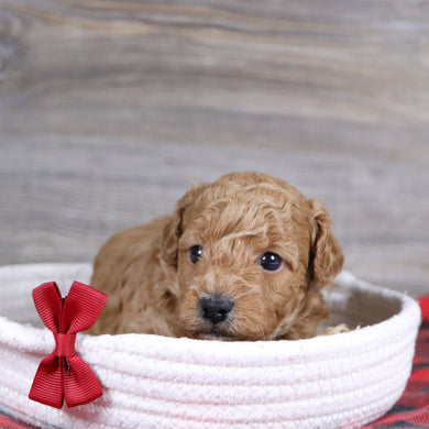 Terry - Available 1/14