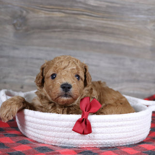 Terry - Available Now