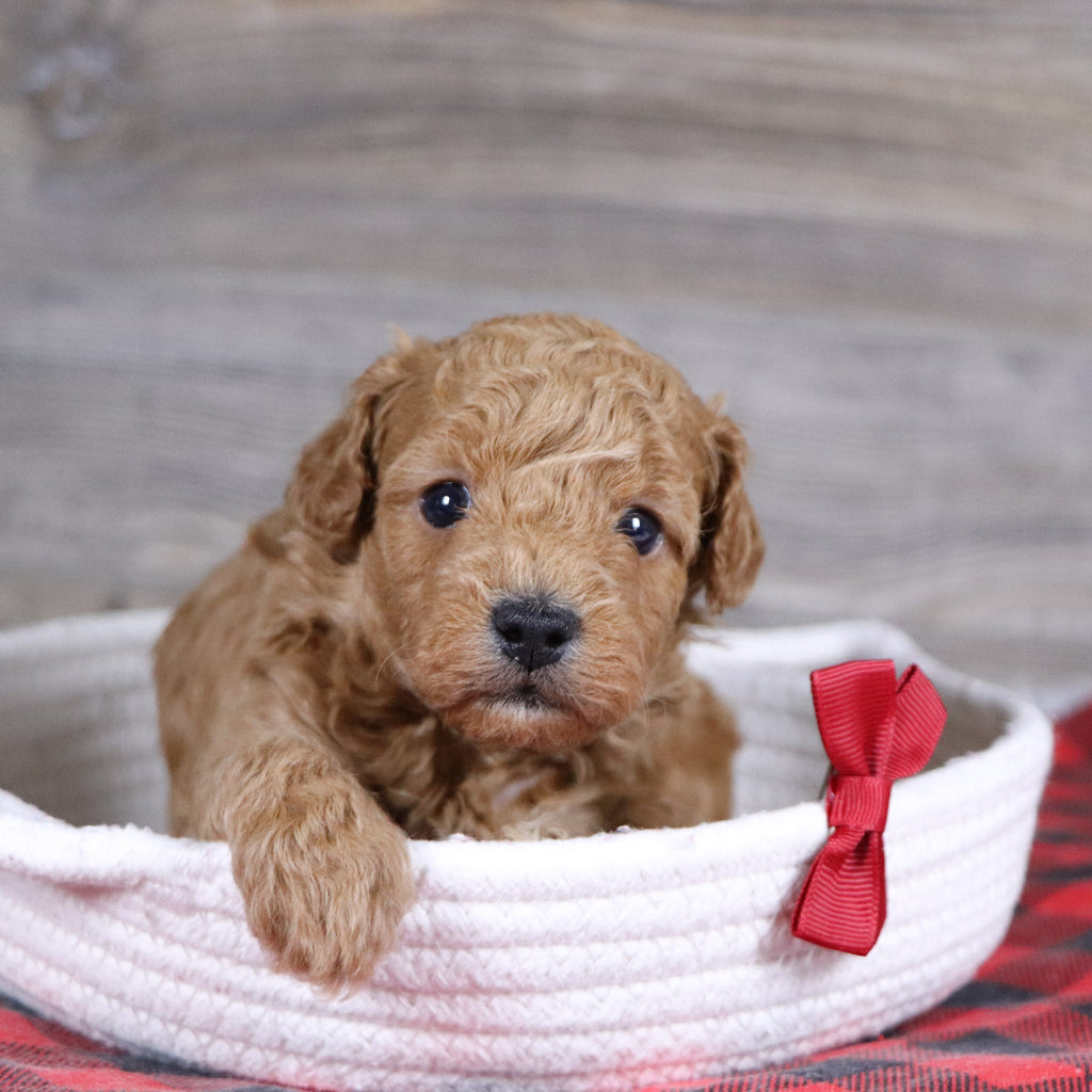 Terry - Available 1/15