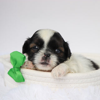 Terry - Available 9/10